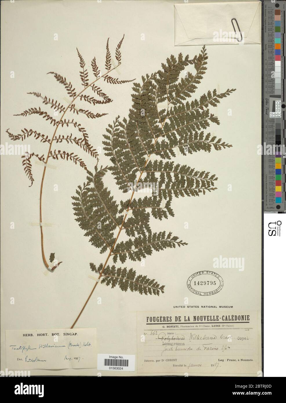 Teratophyllum wilkesianum Brack Holttum. Stock Photo
