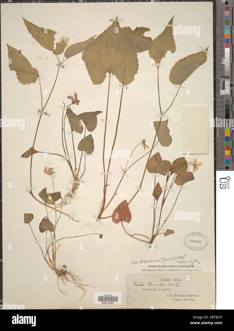 Viola canadensis L Stock Photo - Alamy