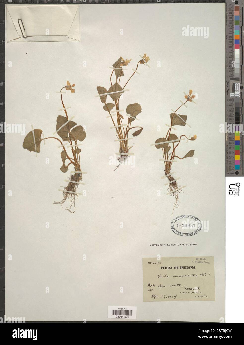 Viola cucullata Aiton. Stock Photo