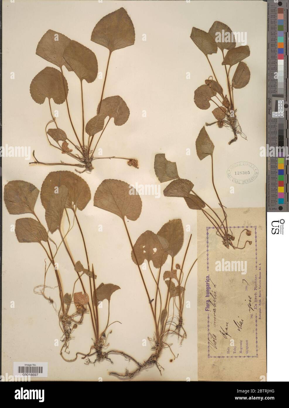 Viola mirabilis L. Stock Photo
