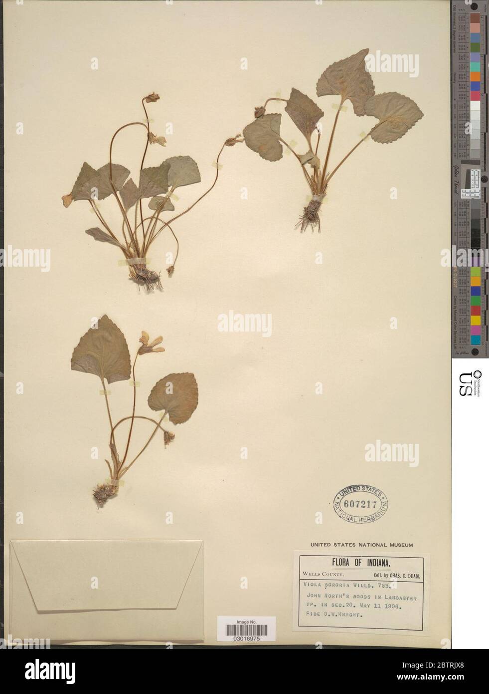 Viola sororia Willd. Stock Photo