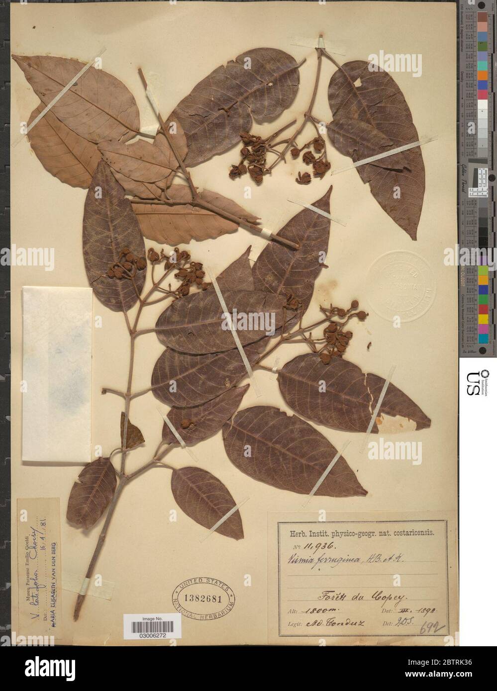 Vismia latifolia Aubl Choisy. Stock Photo