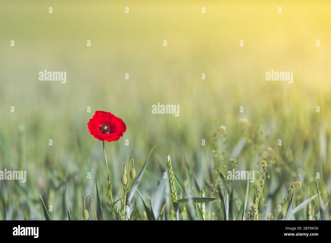 lone, red wild poppy isolated against a field of wheat at sunset with copy space Stock Photo
