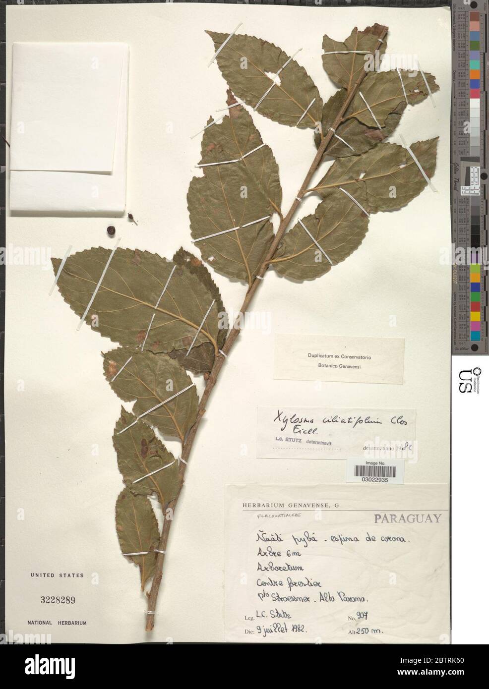 Xylosma ciliatifolia Clos Eichler. Stock Photo
