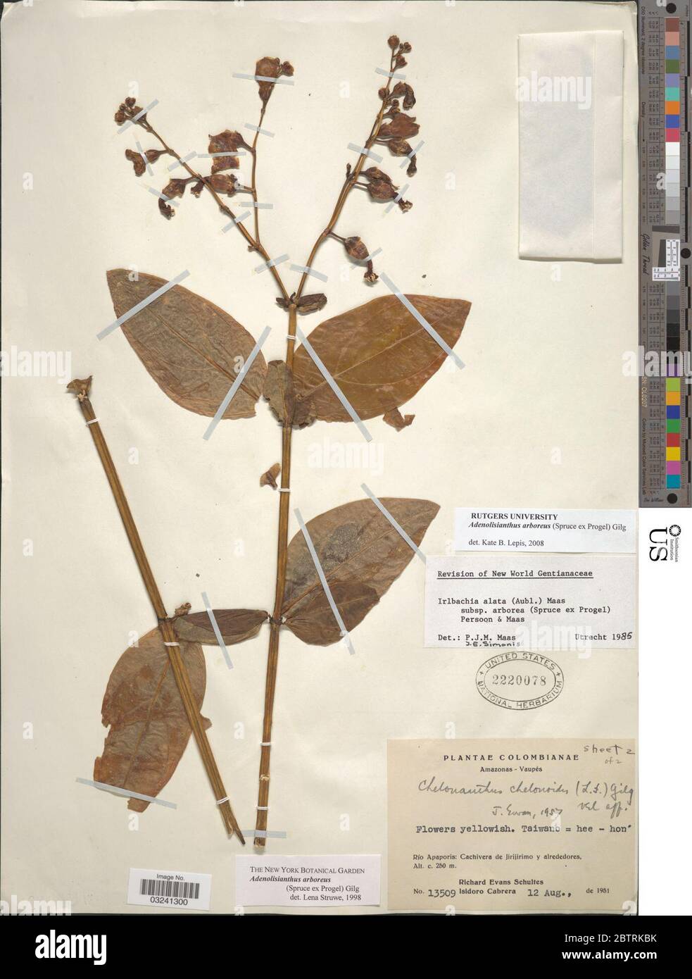 Adenolisianthus arboreus Spruce ex Progel Gilg. Stock Photo