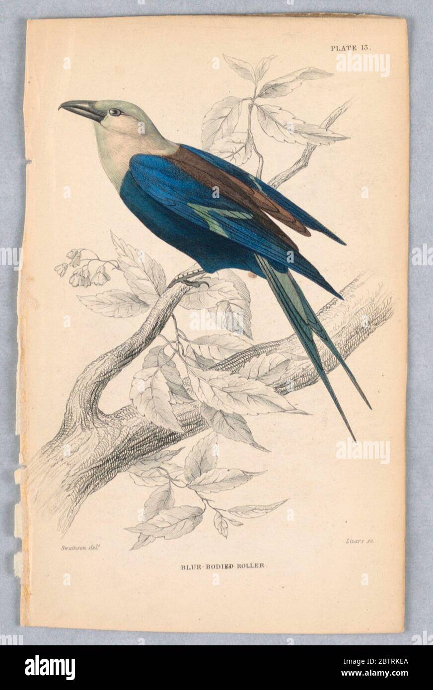 BlueBodied Roller Plate 13 from Birds of Western Africa. Research in ProgressWhite-headed bird in a flowering tree branch. He has a blue body and wings, a brown back, and a green tail; green wing bars. Title and artists' names below. Stock Photo