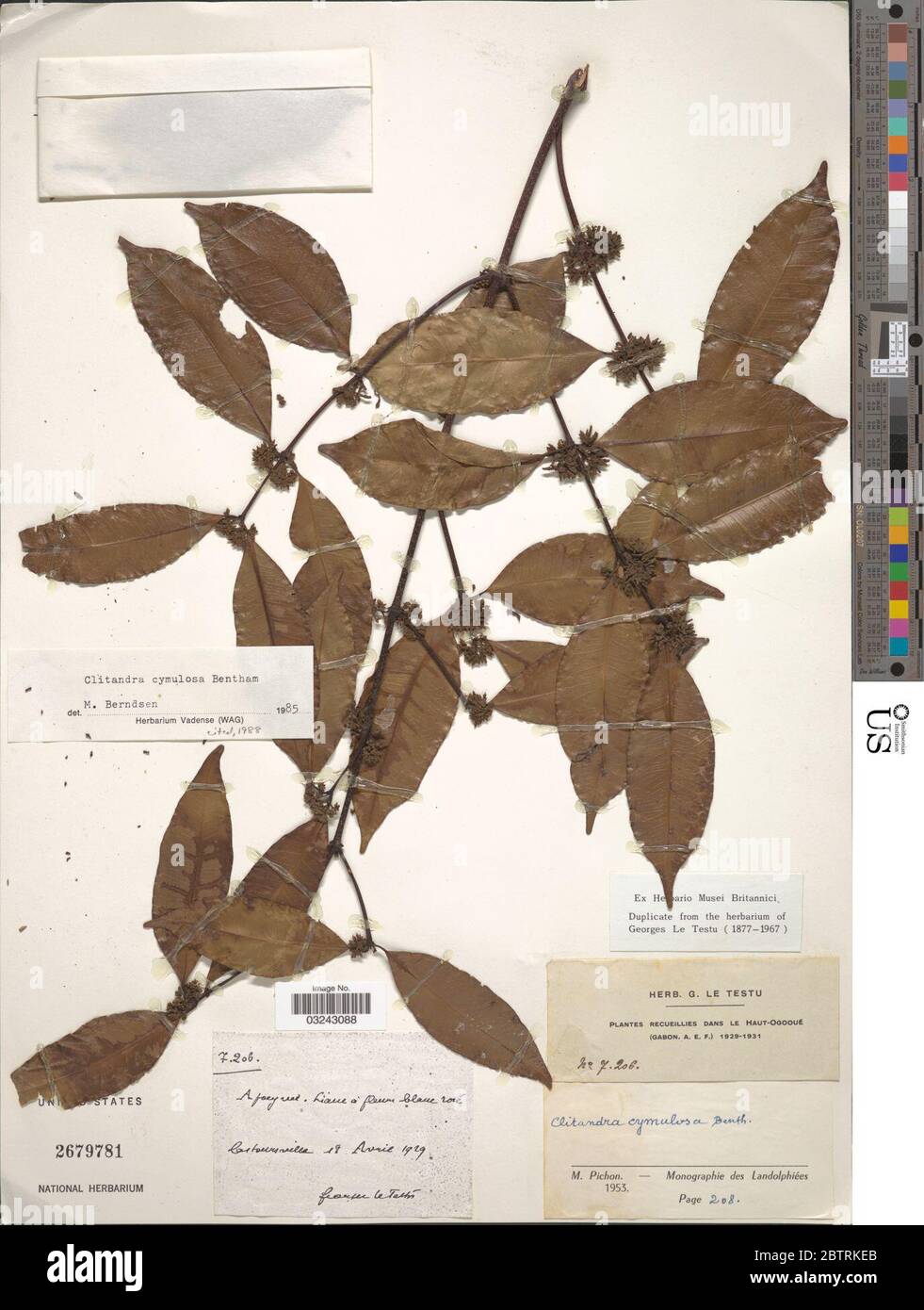 Clitandra cymulosa Benth. Stock Photo