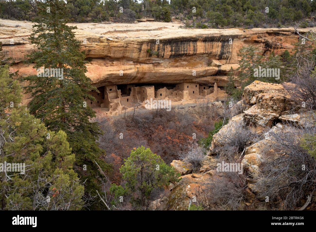 CO00269-00...COLORADO - Spruce Tree House built by the Ancestral Puebloans in a deep alcove over 700 years ago; now in Mesa Verde National Park. Stock Photo