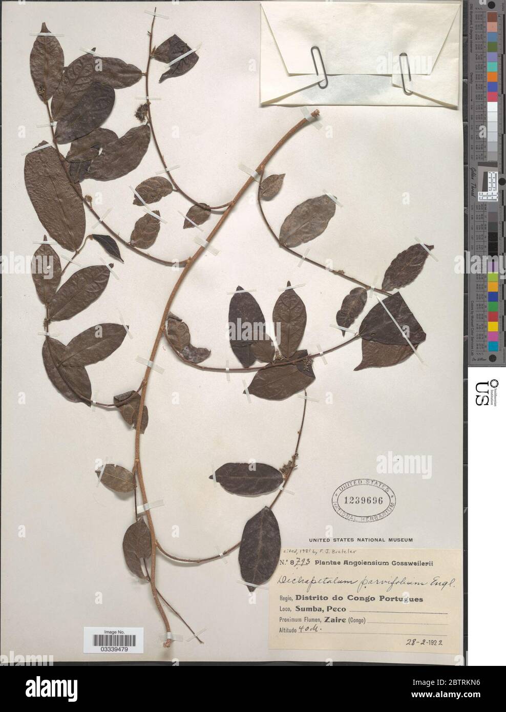 Dichapetalum parvifolium Engl. Stock Photo