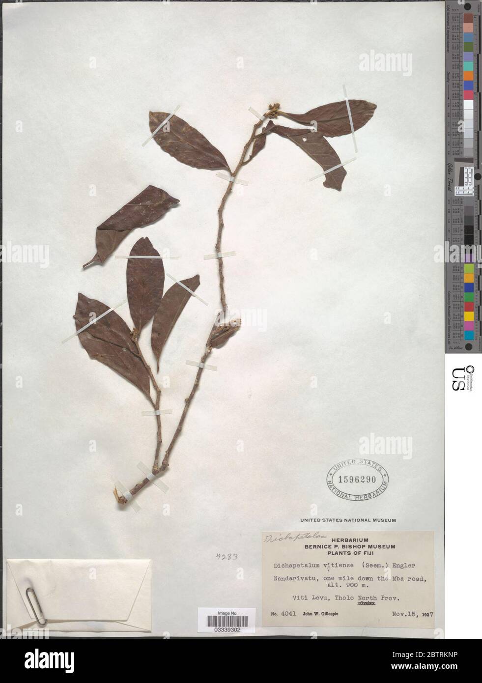 Dichapetalum vitiense Seem Engl. Stock Photo