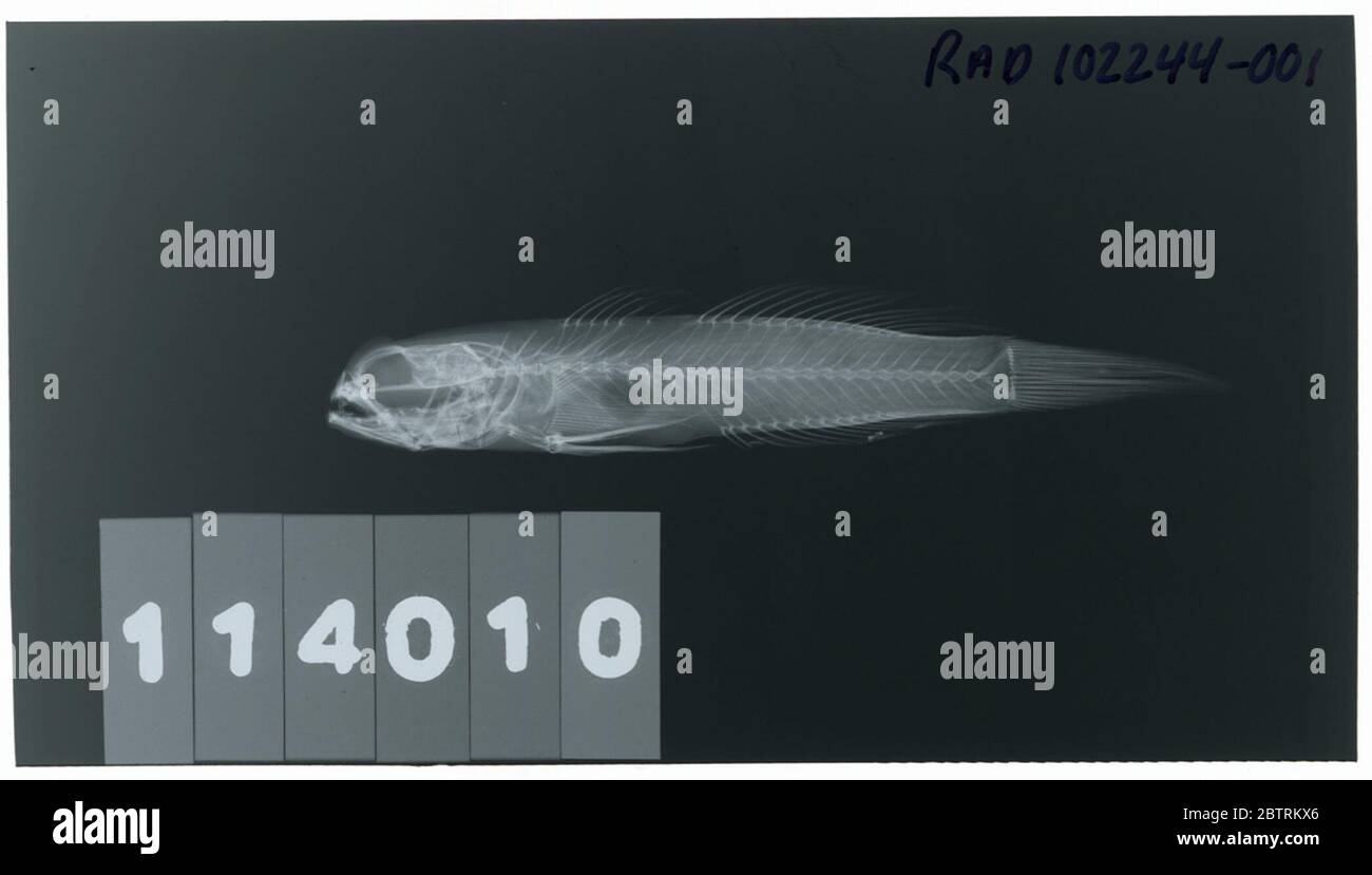 Zebreleotris fasciata Herre. Radiograph is of a holotype; The Smithsonian NMNH Division of Fishes uses the convention of maintaining the original species name for type specimens designated at the time of description. The currently accepted name for this species is Amblyeleotris fasciata.27 Mar 20201 Stock Photo
