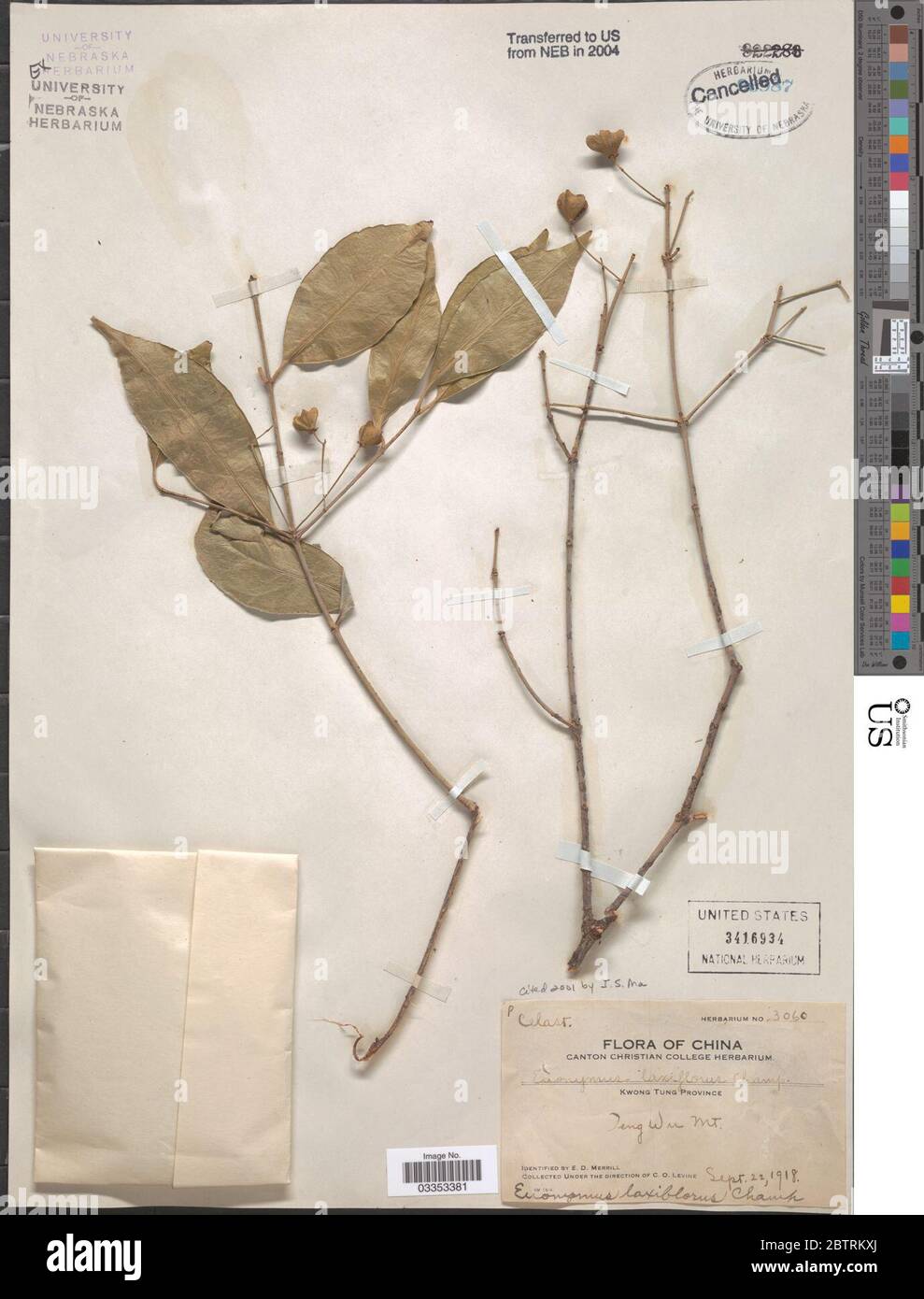 Euonymus laxiflorus Champ ex Benth. Stock Photo