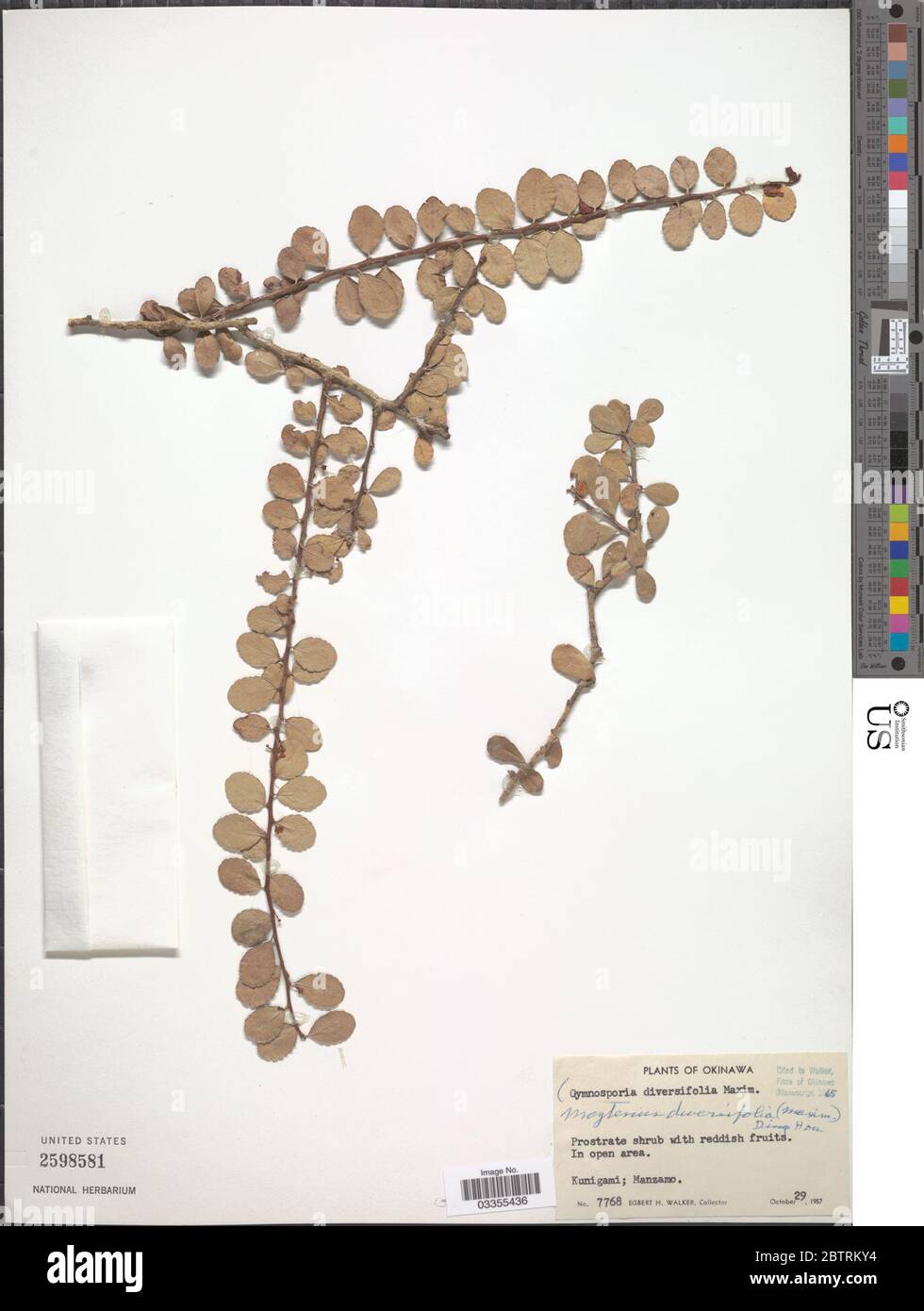 Gymnosporia diversifolia A Gray ex Maxim. Stock Photo