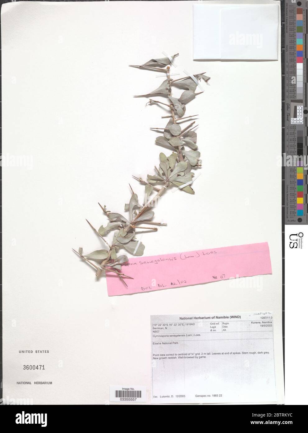 Gymnosporia senegalensis Lam Loes. Stock Photo