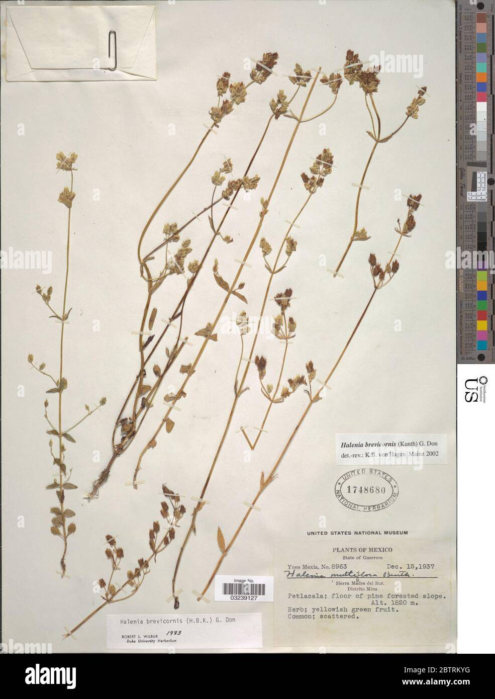 Halenia brevicornis Kunth G Don. Stock Photo