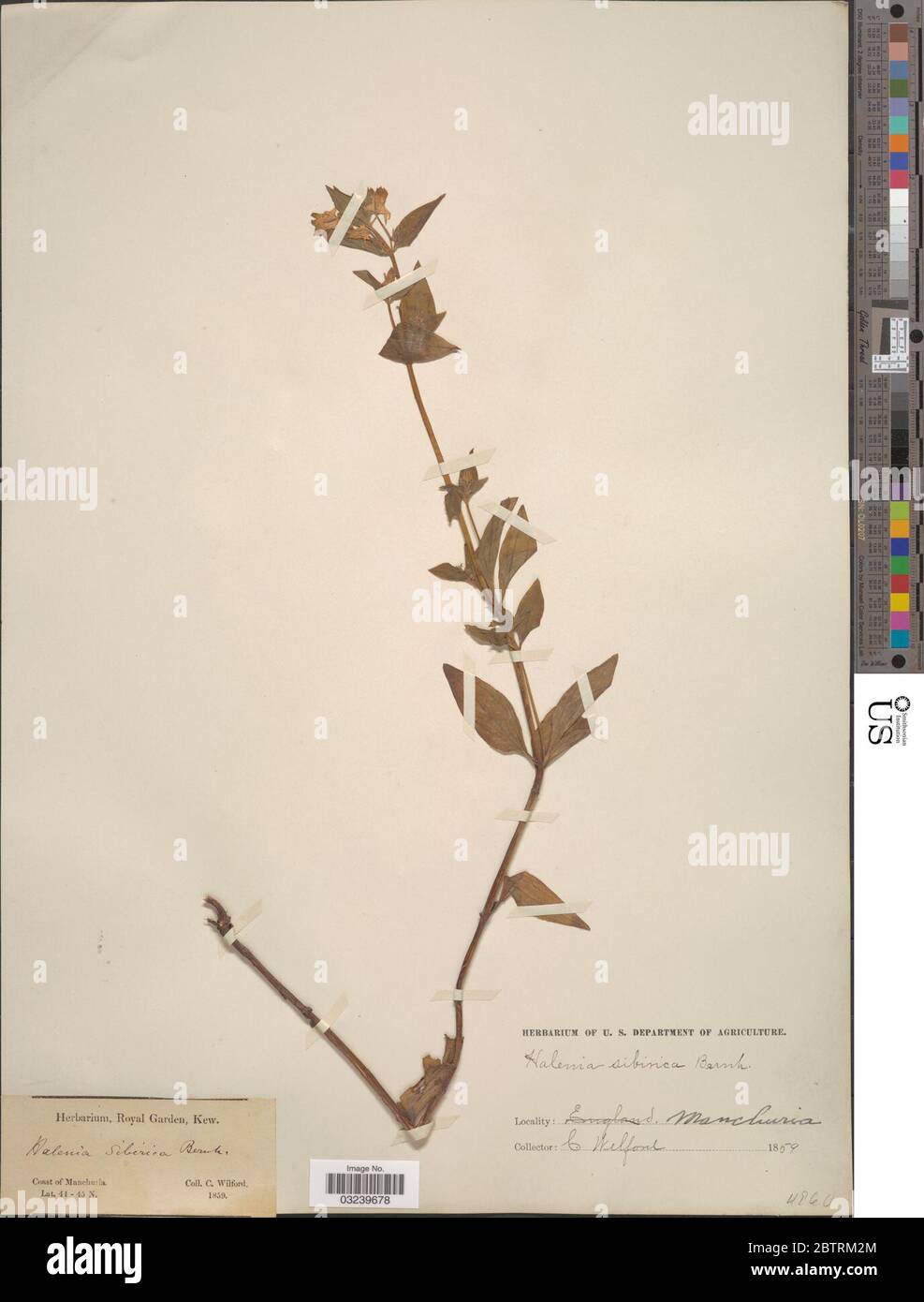 Halenia sibirica Borkh. Stock Photo