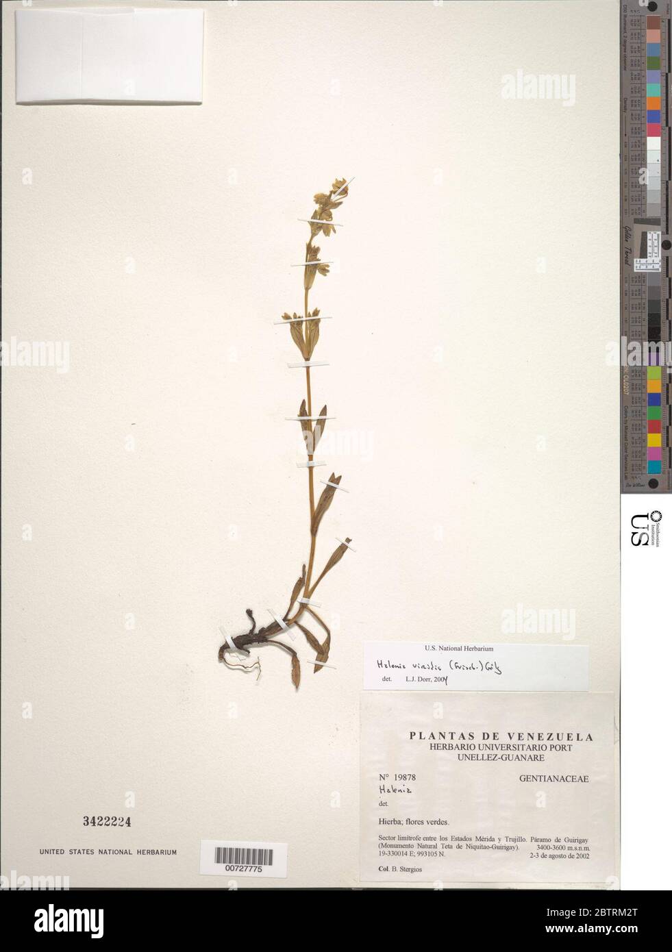 Halenia viridis Griseb Gilg. Stock Photo