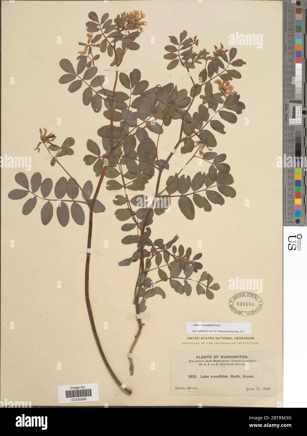 Hosackia crassifolia Benth. Stock Photo