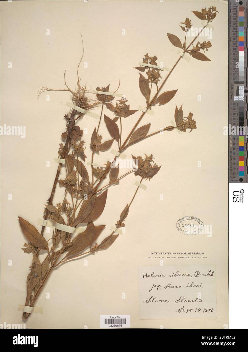 Halenia sibirica Borkh. Stock Photo
