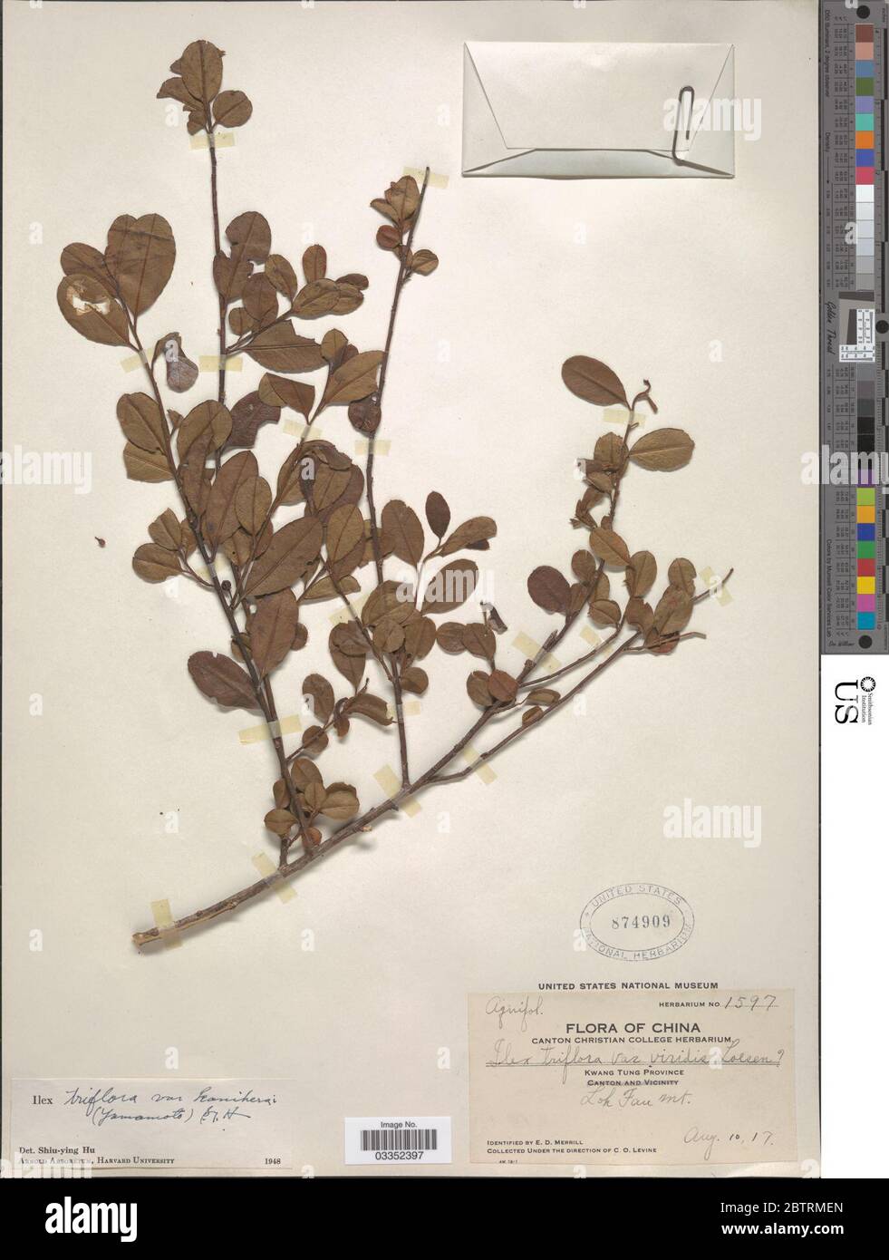 Ilex triflora Blume. Stock Photo