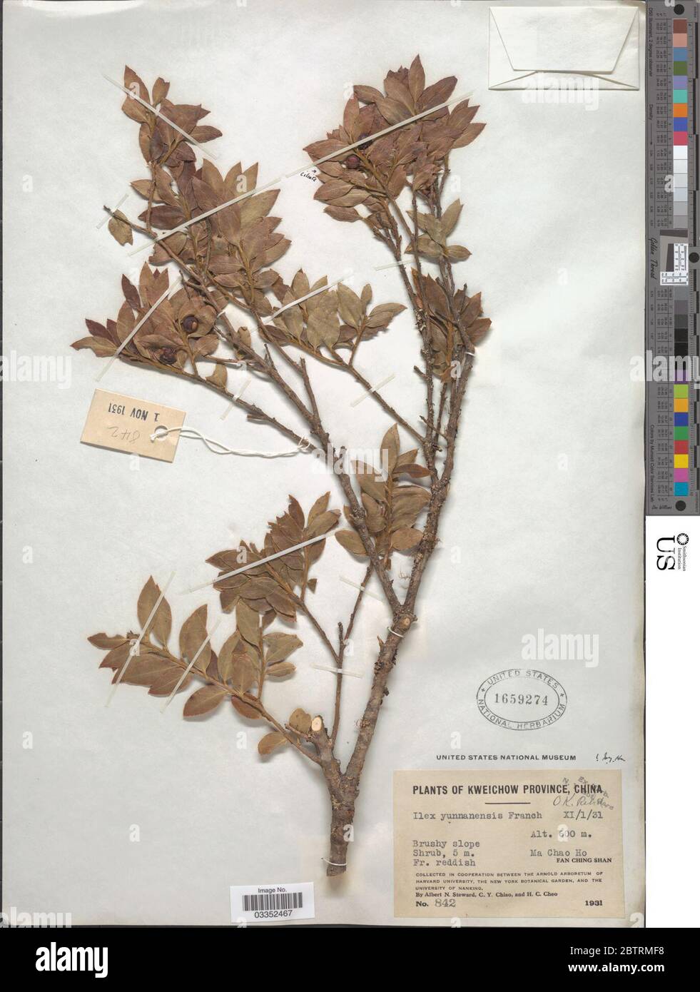 Ilex yunnanensis Franch. Stock Photo