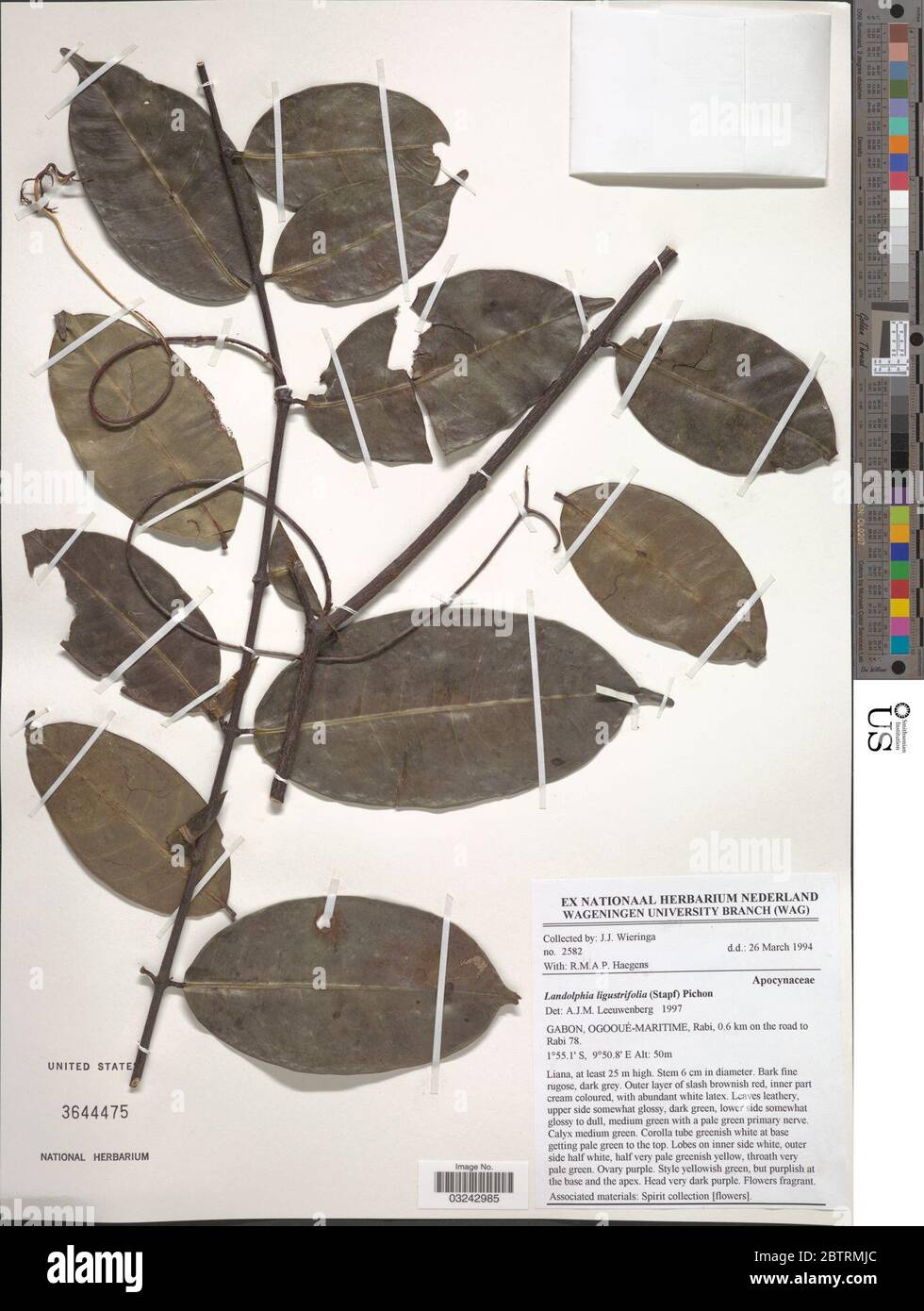 Landolphia ligustrifolia Stapf Pichon. Stock Photo