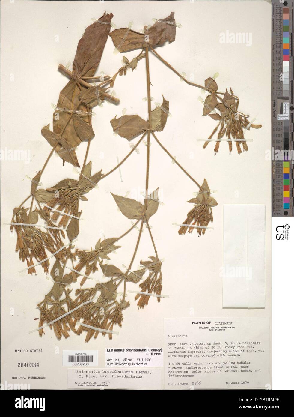 Lisianthius brevidentatus Hemsl Kuntze. Stock Photo