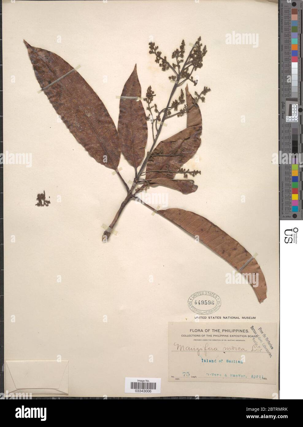 Mangifera indica L Stock Photo Alamy