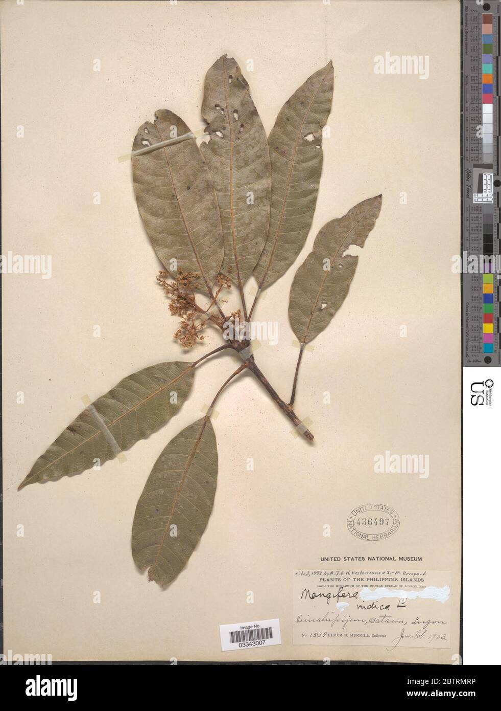 Mangifera indica L Stock Photo Alamy