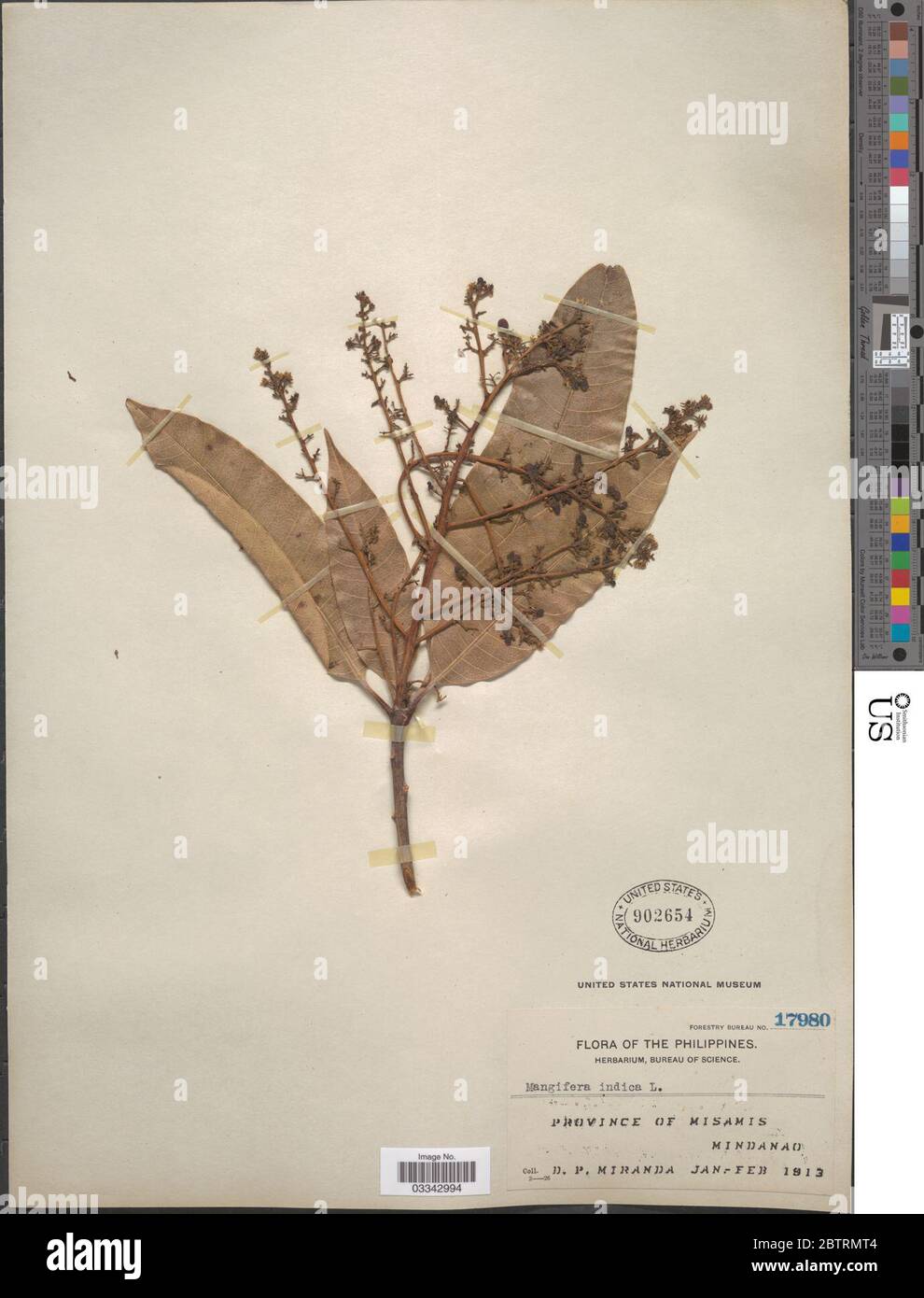 Mangifera indica L Stock Photo Alamy