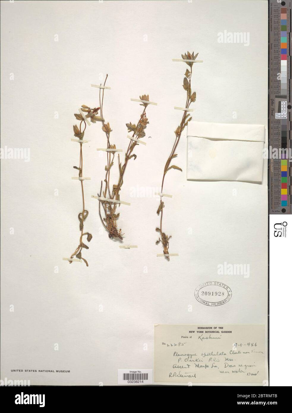Lomatogonium spathulatum A Kern Fernald. Stock Photo