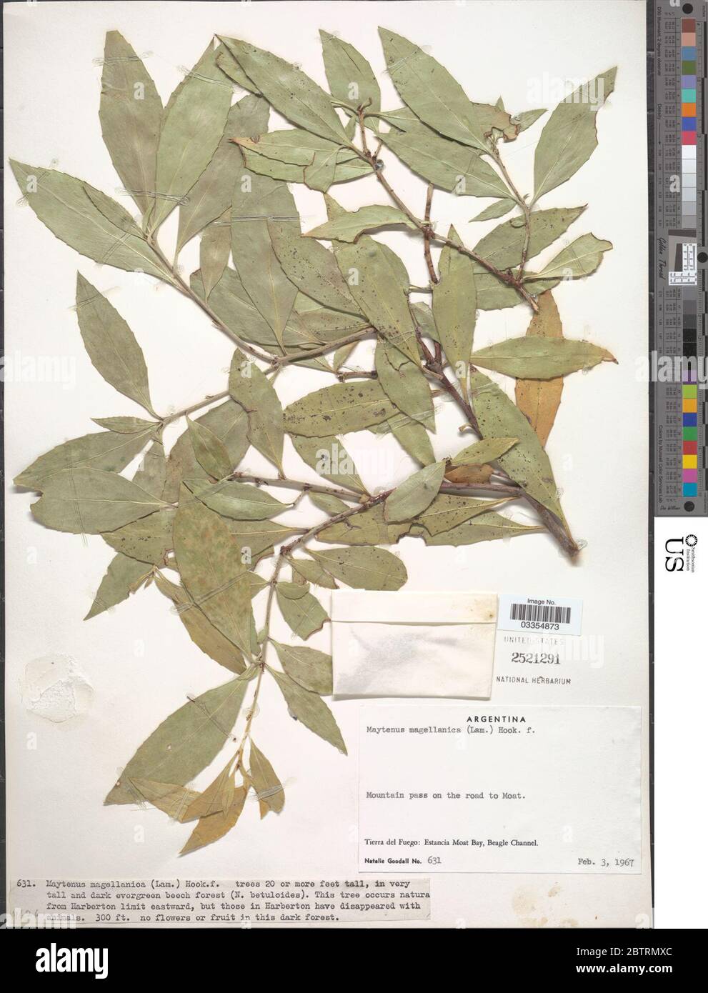 Maytenus magellanica Stock Photo Alamy