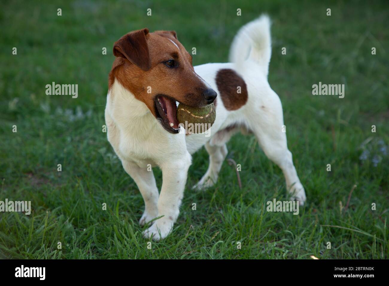 Smooth coat jack russell terrier hires stock photography and images