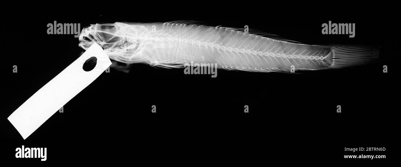 Aboma tsushimae Jordan Snyder. Originally 4 specimens: 2 exchanged to stanford (cas-su 6377) as paratypes, 1 exchanged to mcz (mcz 37286) as paratype; it is assumed that the single specimen remaining in usnm 45351 is the holotype2 Oct 20181 Stock Photo