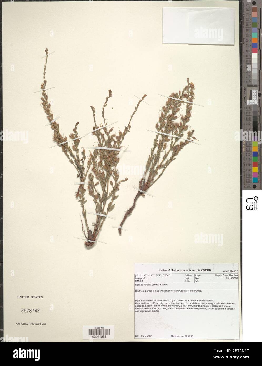 Nesaea rigidula Sonder Koehne. Stock Photo