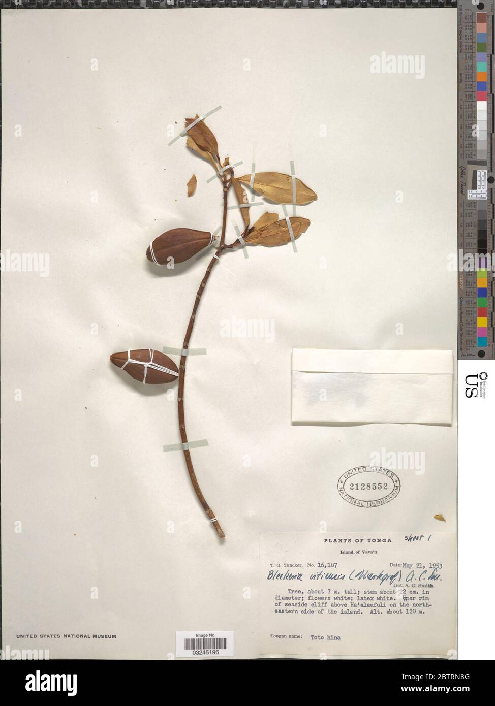Ochrosia vitiensis Markgr Pichon. Stock Photo