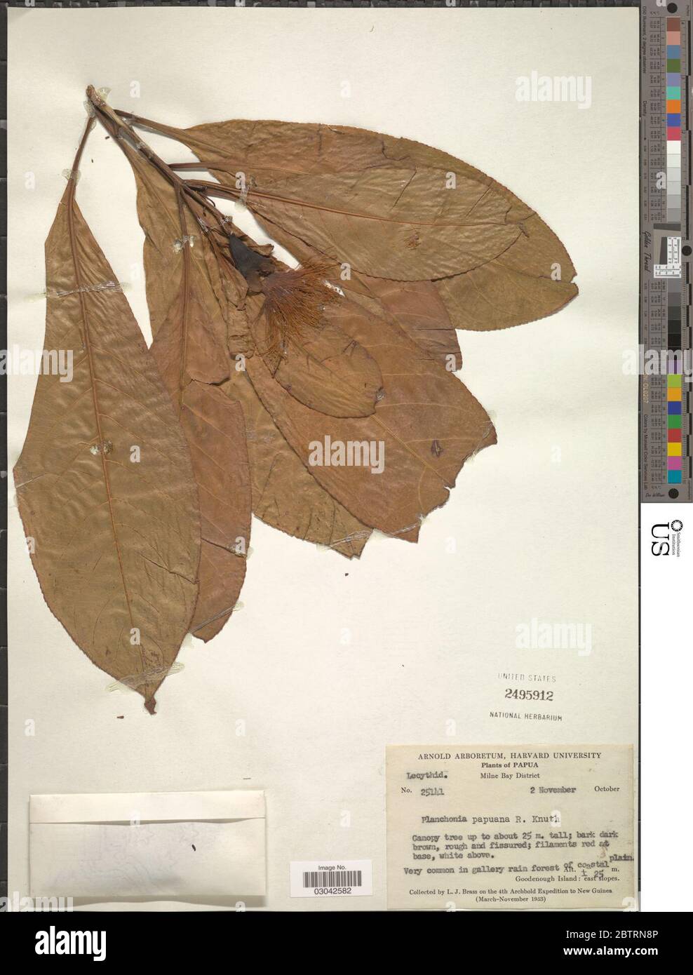Planchonia papuana Kunth. Stock Photo
