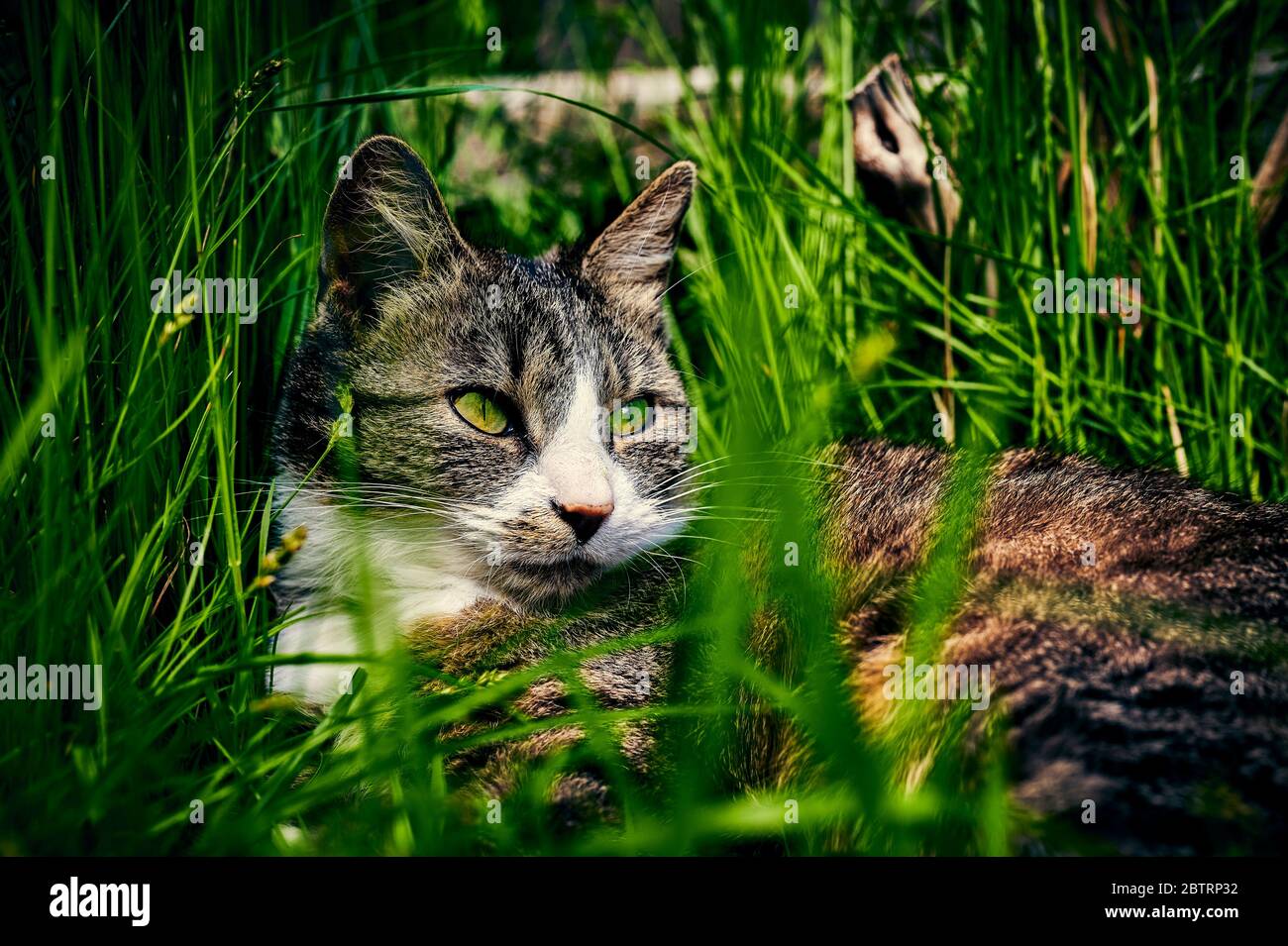 A young striped cat lying relaxed in the garden between tall grass ...