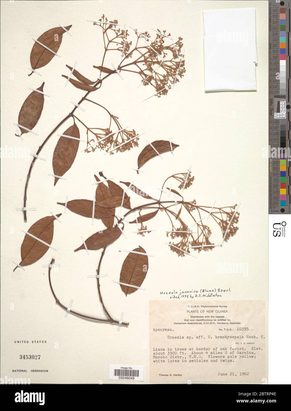 Urceola javanica Blume Boerl. Stock Photo