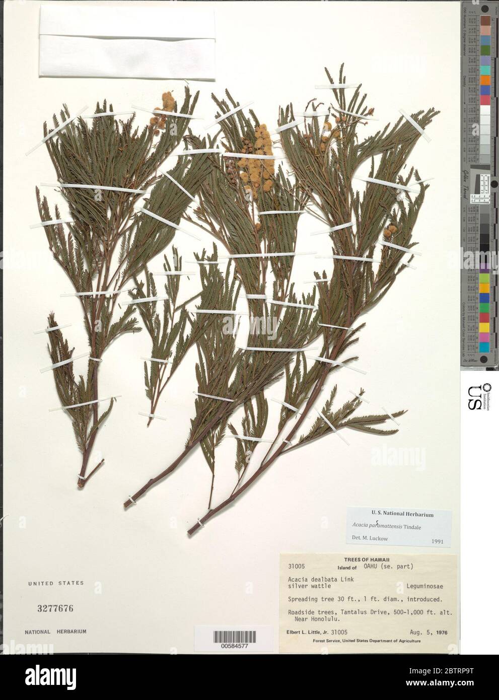 Acacia parramattensis Tindale. Stock Photo