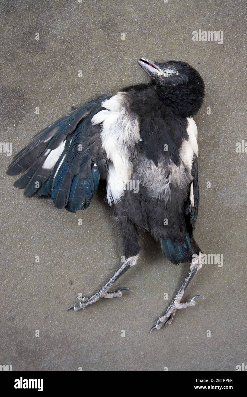 Fledgling Magpie, Pica pica, also known as Black-billed magpie, killed by road traffic on road, London, United Kingdom Stock Photo