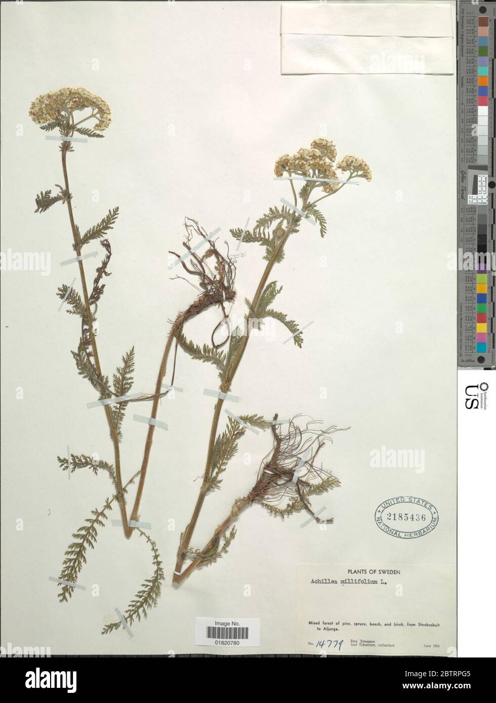 Achillea millefolium L. Stock Photo
