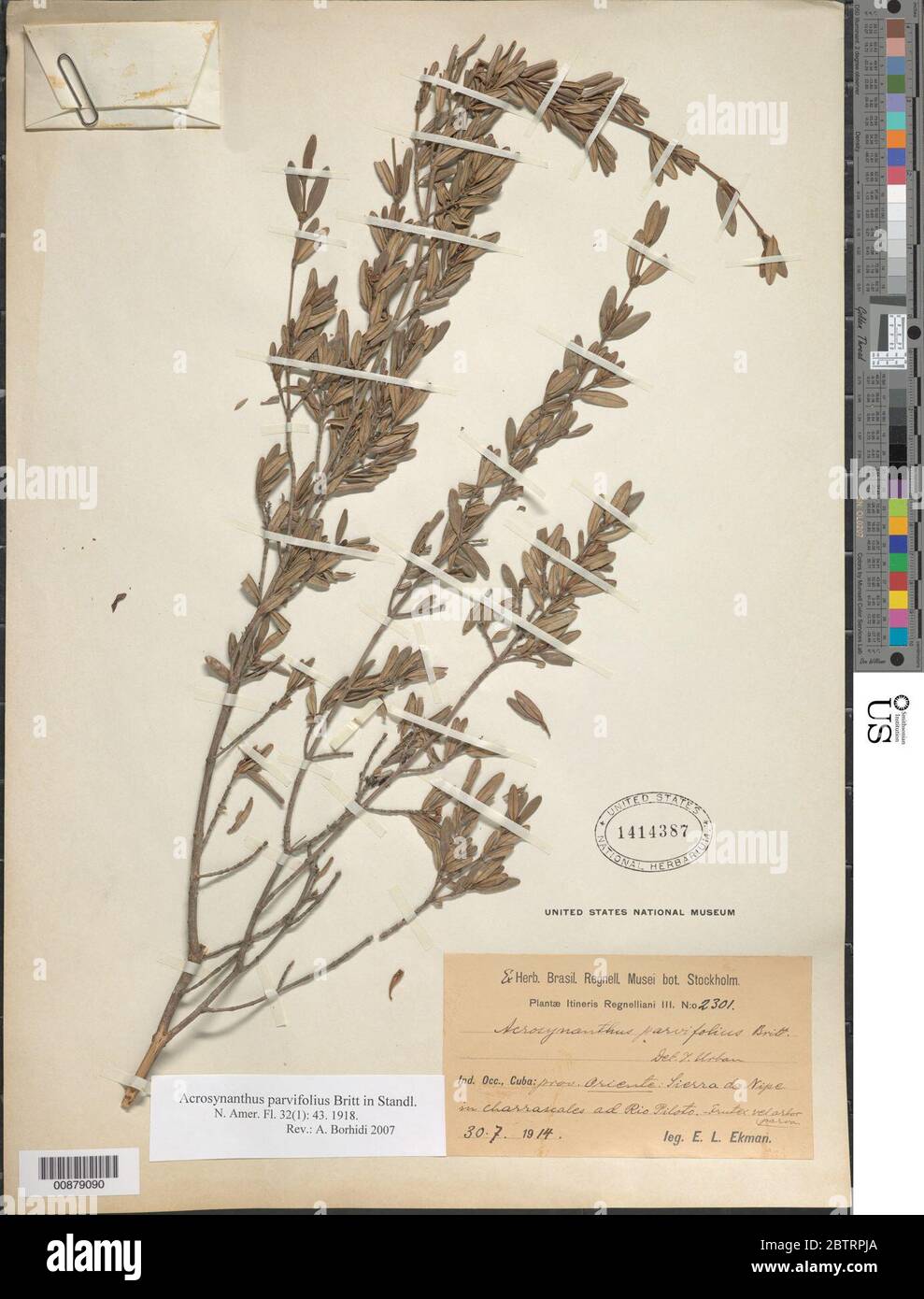 Acrosynanthus parvifolius Britton. Stock Photo