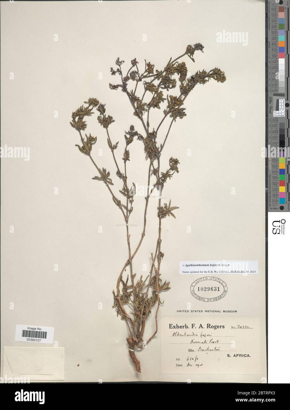 Agathisanthemum bojeri Klotzsch. Stock Photo