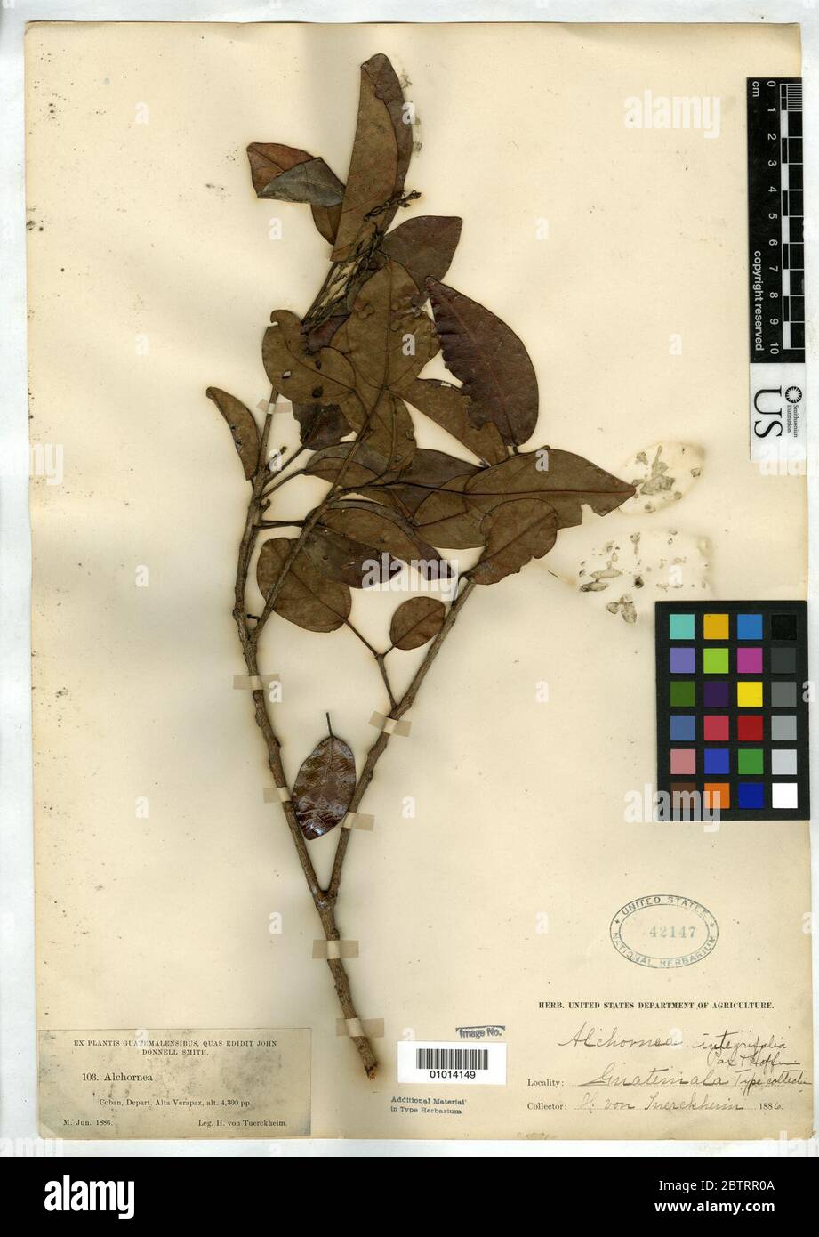 Alchornea integrifolia Pax K Hoffm in Engl. Stock Photo