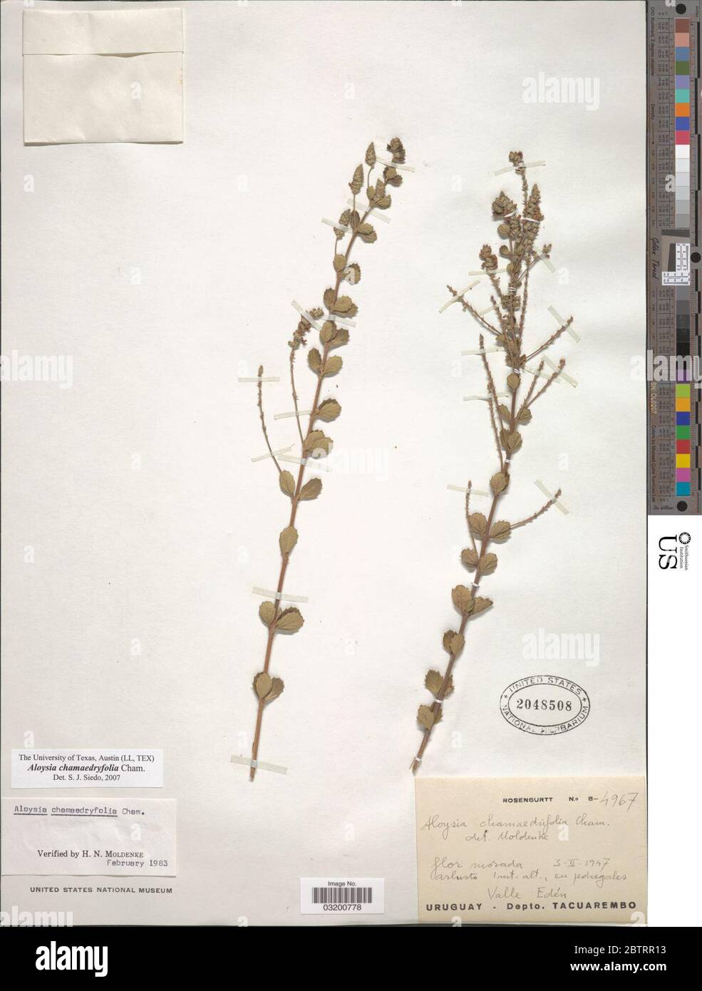 Aloysia chamaedryfolia Cham. Stock Photo