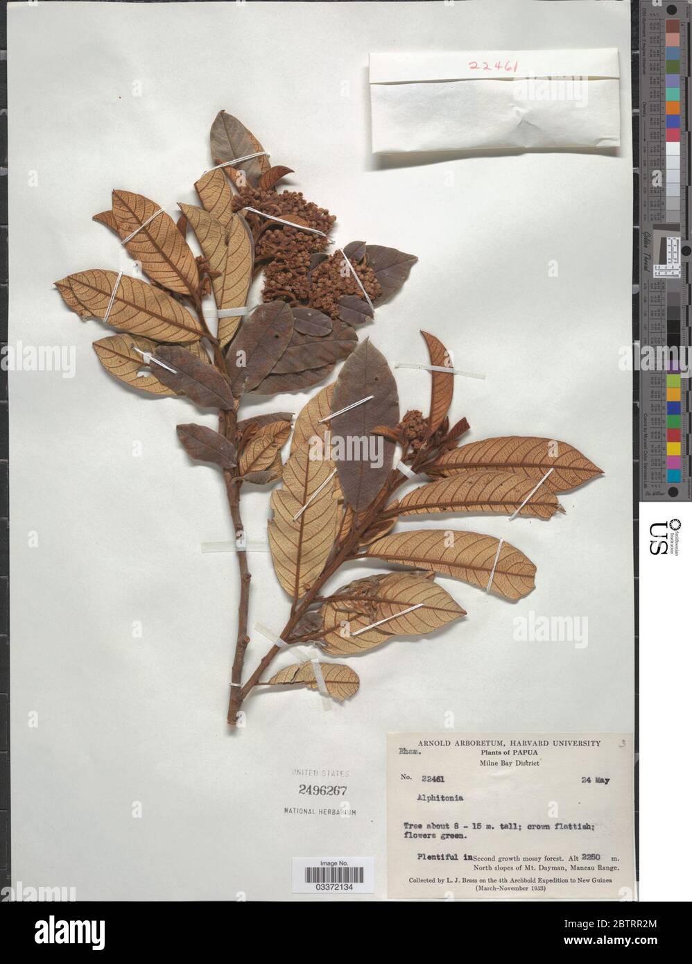 Alphitonia sp. Stock Photo