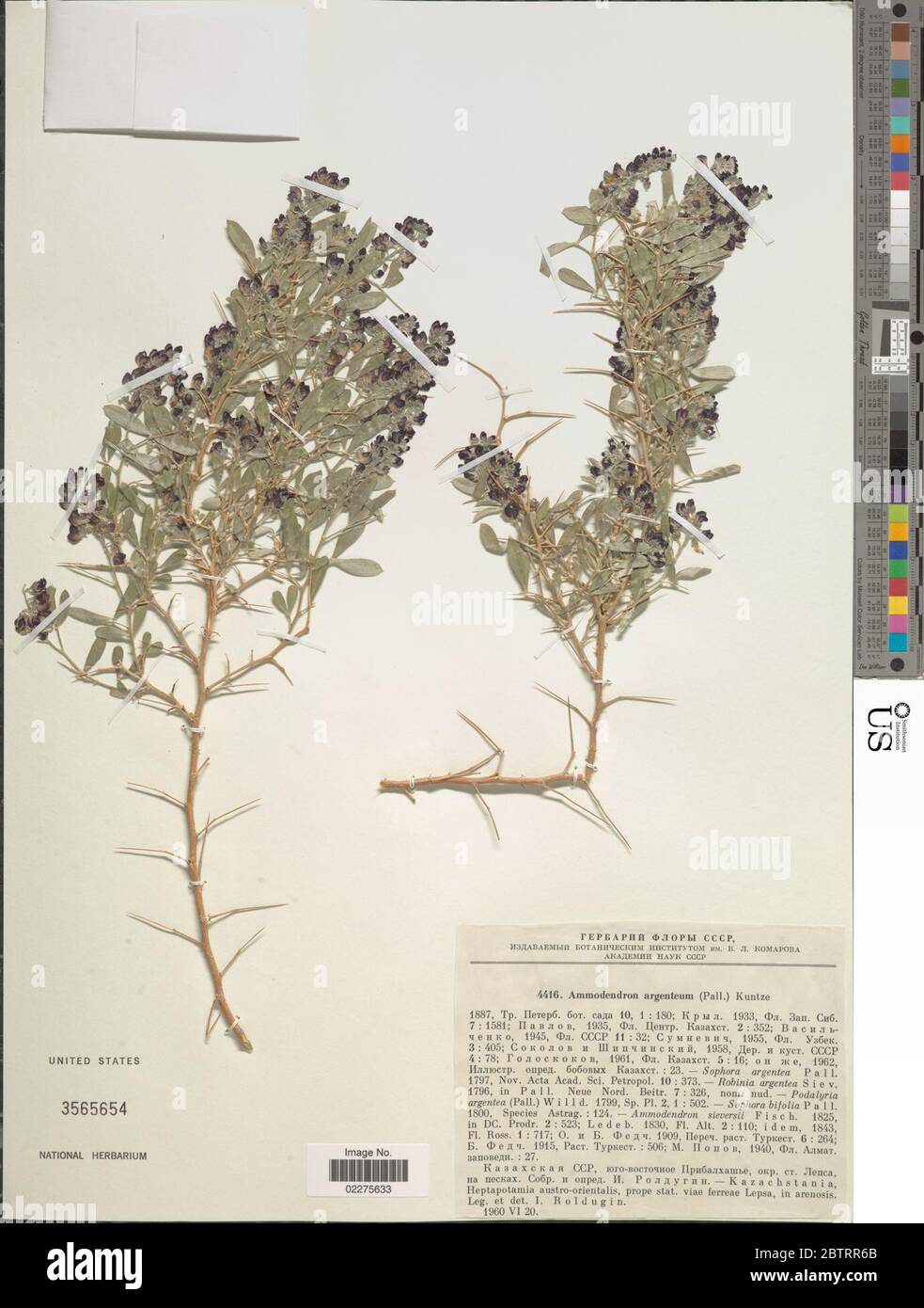Ammodendron argenteum Pall Kuntze. Stock Photo