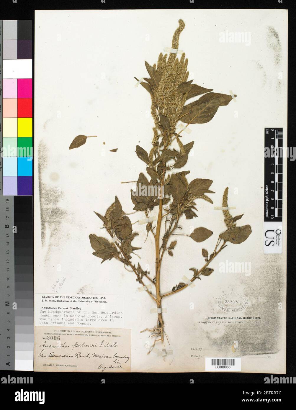 Amaranthus watsonii Standl. Stock Photo