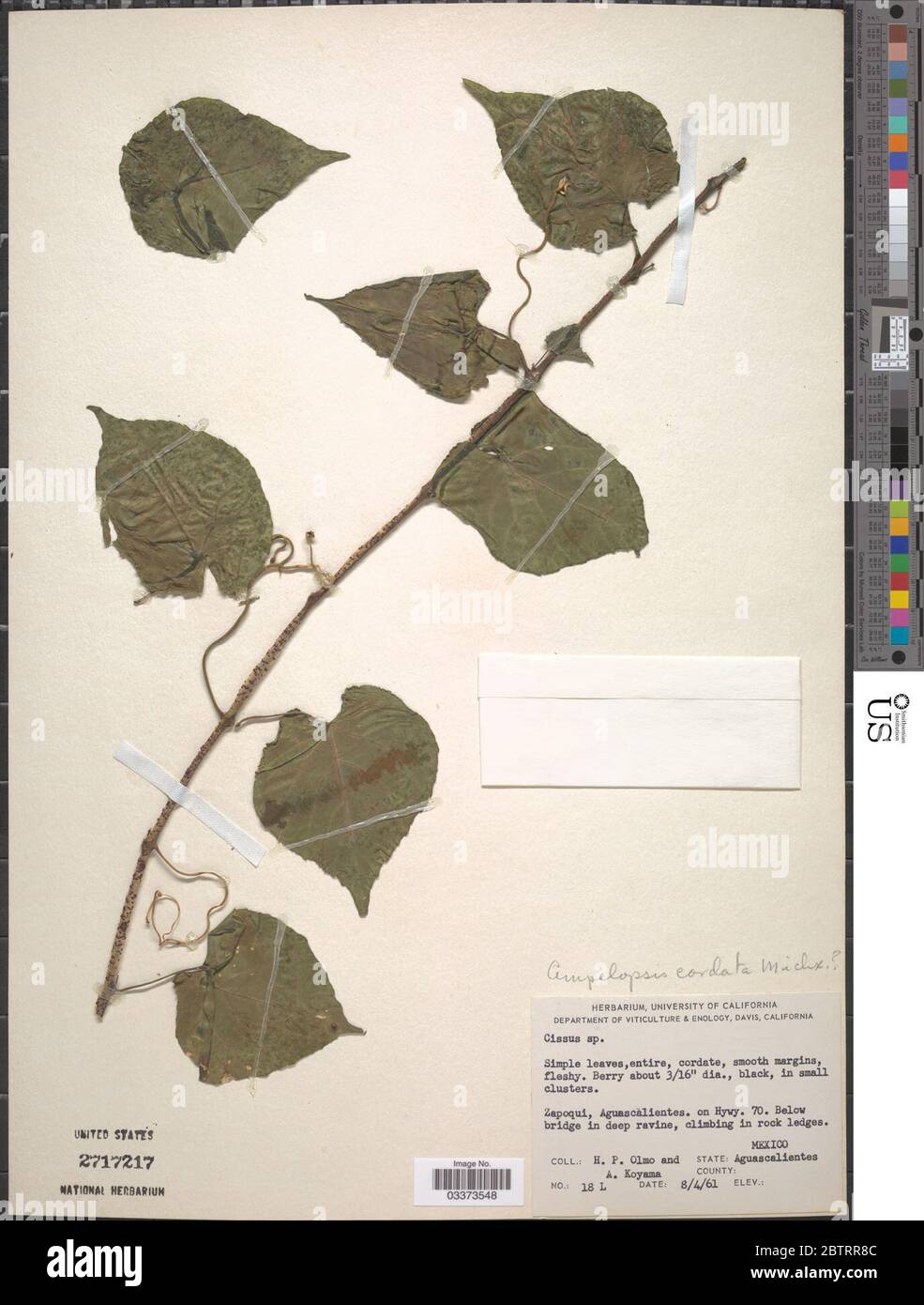 Ampelopsis cordata Michx. Stock Photo